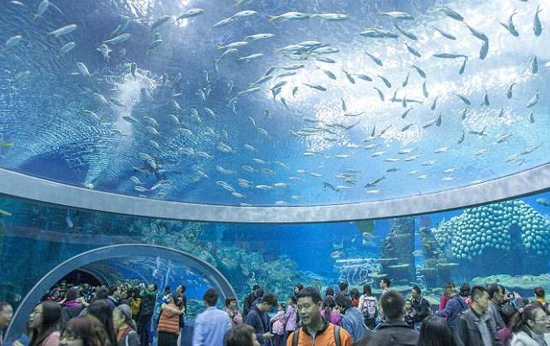 Se billeder: Verdens akvarium i - Euroman